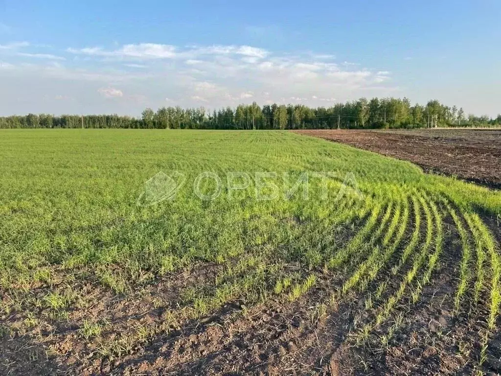Участок в Тюменская область, Тюменский муниципальный округ, с. ... - Фото 2