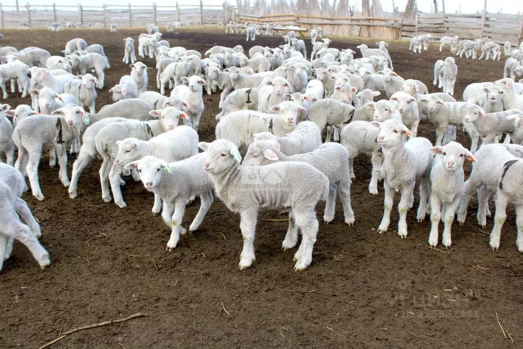 Участок в Новосибирская область, Коченевский район, д. Буньково ... - Фото 1