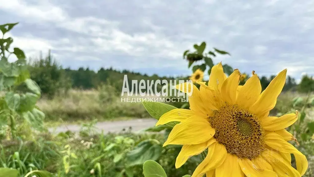 Участок в Ленинградская область, Ломоносовский район, Горбунковское ... - Фото 1