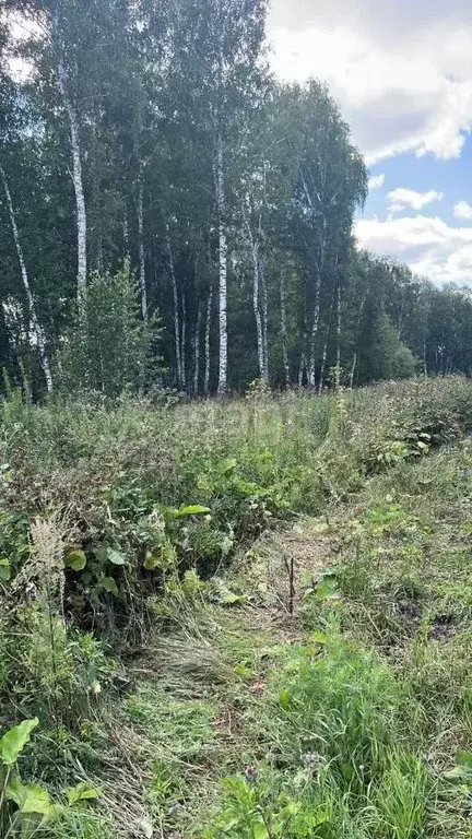 Участок в Новосибирская область, Новосибирский район, Станционный ... - Фото 1