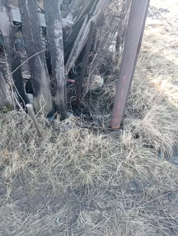 Участок в Челябинская область, Челябинск Тракторосад № 3 СНТ, дор. ... - Фото 2