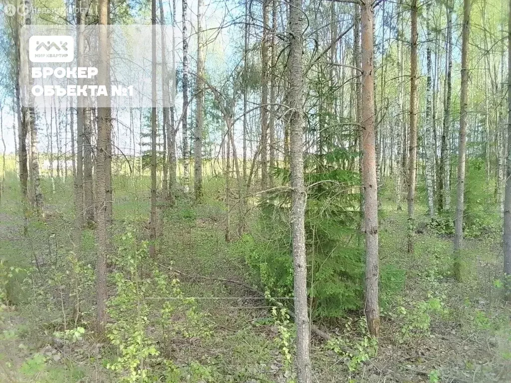 Участок в Всеволожск, Новая улица (8.3 м) - Фото 1