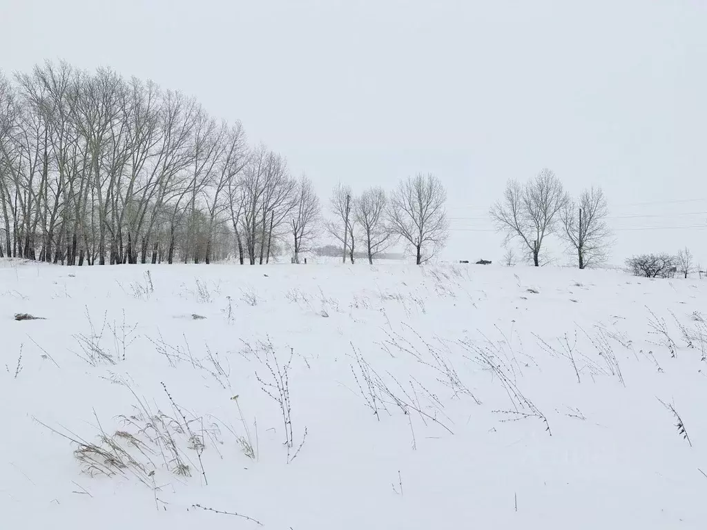 Участок в Алтайский край, Барнаул городской округ, пос. Центральный ... - Фото 0