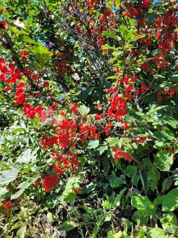 Участок в Новосибирская область, Мошковский район, Рябинка СНТ ул. ... - Фото 1