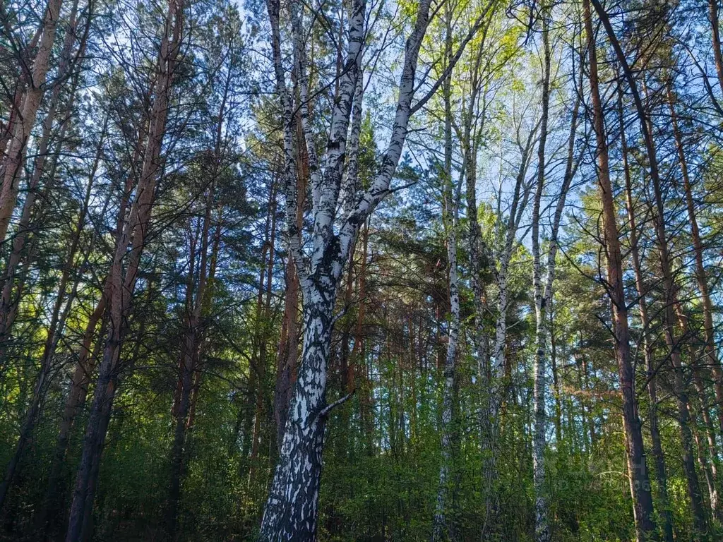 Участок в Омская область, Омск СОСН Строитель-84 тер.,  (10.0 сот.) - Фото 1