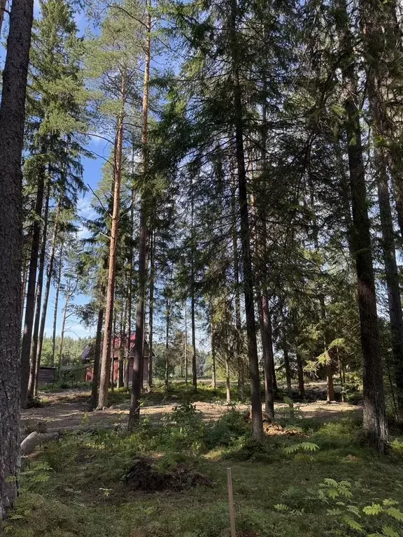 Участок в Ленинградская область, Выборгский район, Первомайское с/пос, ... - Фото 1