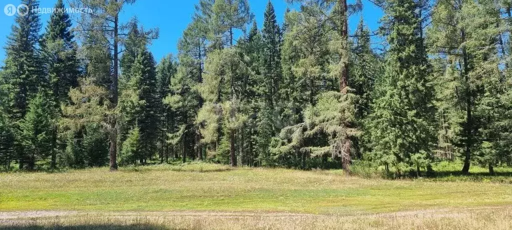 Участок в Чемальский район, село Куюс (25 м) - Фото 2