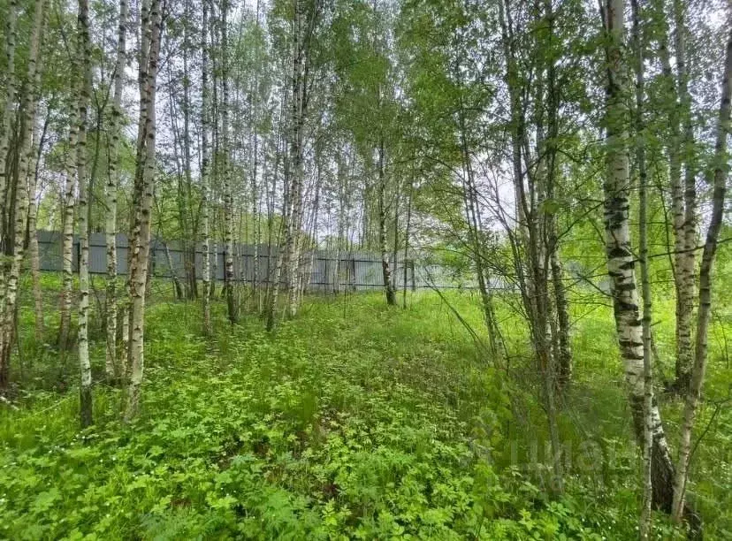 Участок в Владимирская область, Александровский муниципальный округ, ... - Фото 1