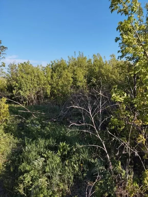 Участок в Башкортостан, Бакалинский район, Старокостеевский сельсовет, ... - Фото 2