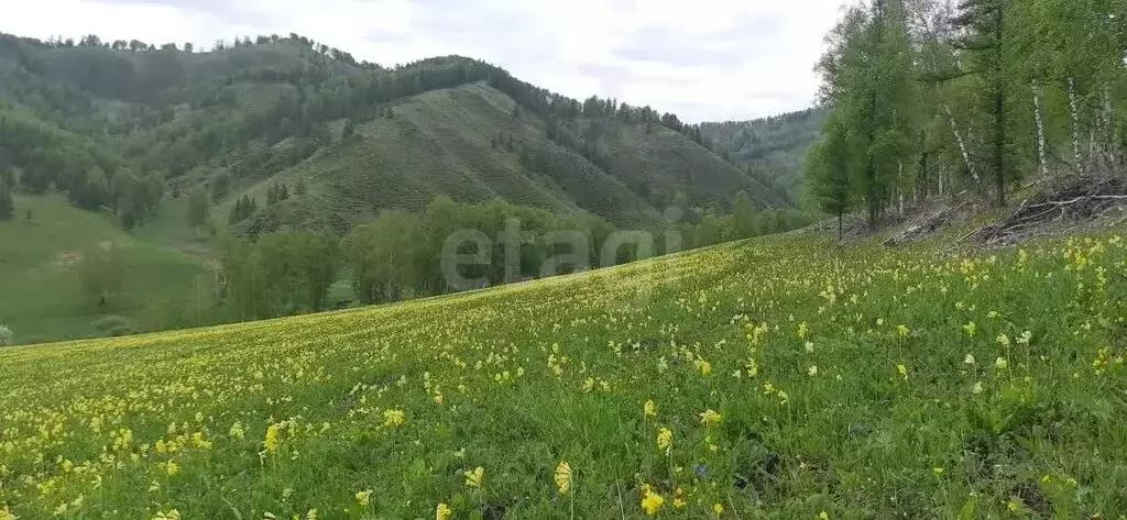 Участок в Чемальский район, село Эдиган (1317.86 м) - Фото 2