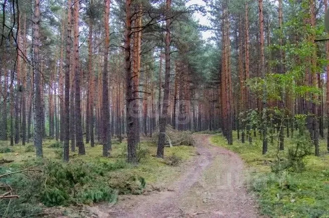 Участок в Пермский край, Пермский муниципальный округ, Лоза садовые ... - Фото 1