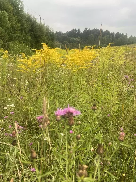 Участок в Московская область, Рузский муниципальный округ, д. Старая ... - Фото 2