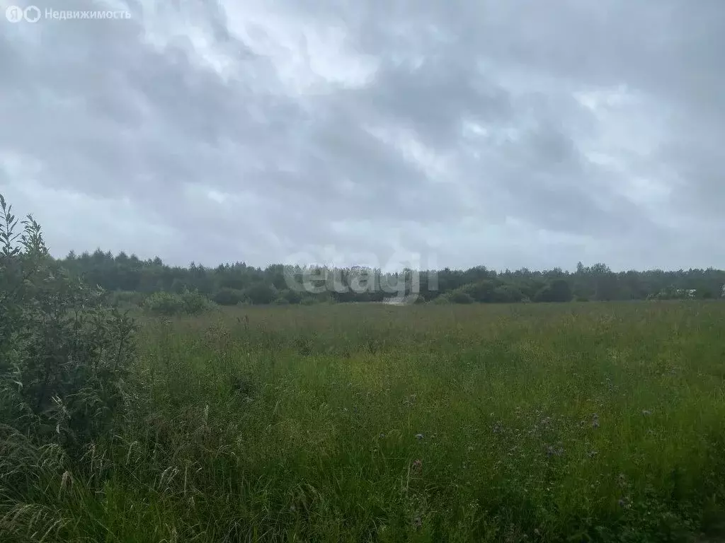 Участок в Ярославская область, Большесельский муниципальный округ, ... - Фото 2