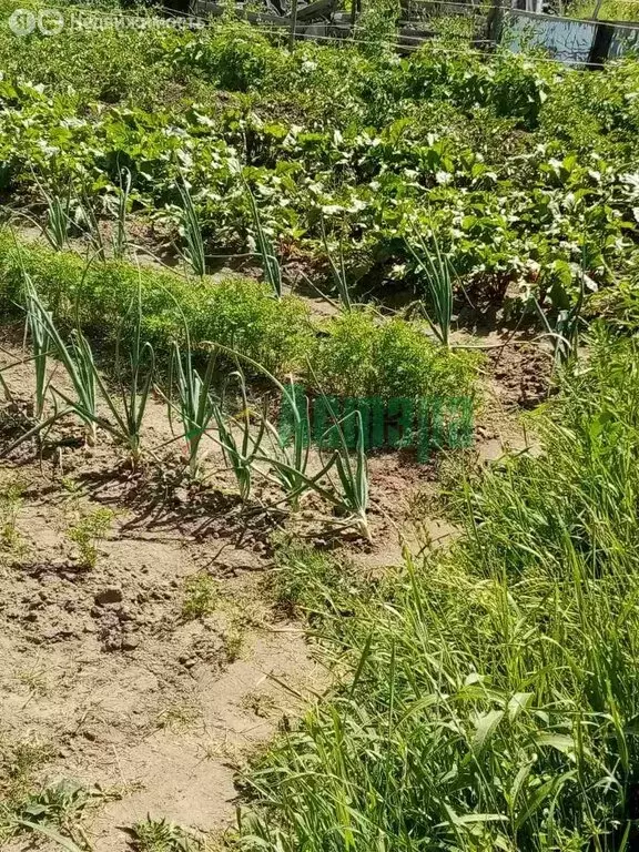 Участок в Чита, СНТ ПСК № 2 Машиностроитель (7 м) - Фото 2