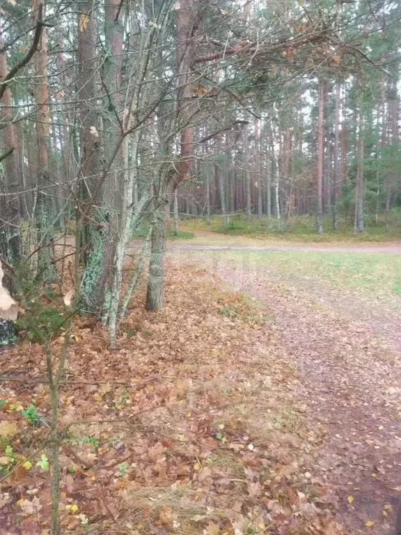 Участок в Псковская область, Печорский муниципальный округ, д. ... - Фото 2