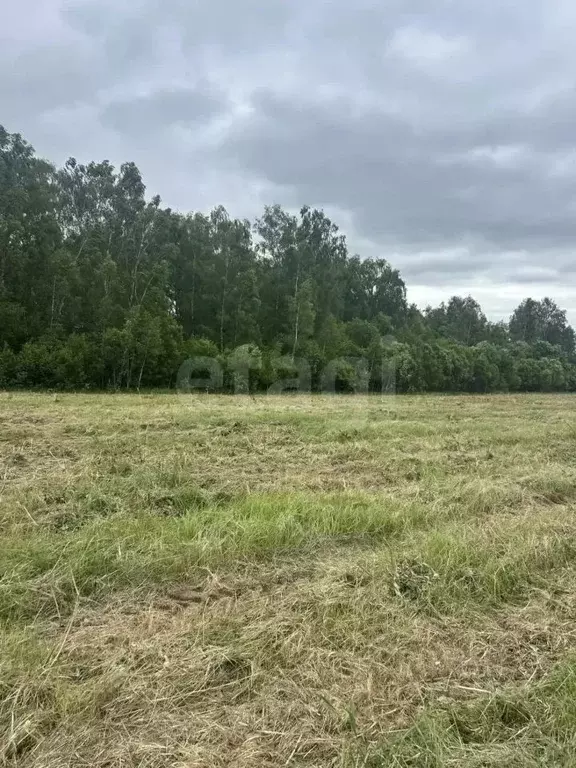 Участок в Калужская область, Тарусский муниципальный округ, Алекино ... - Фото 2
