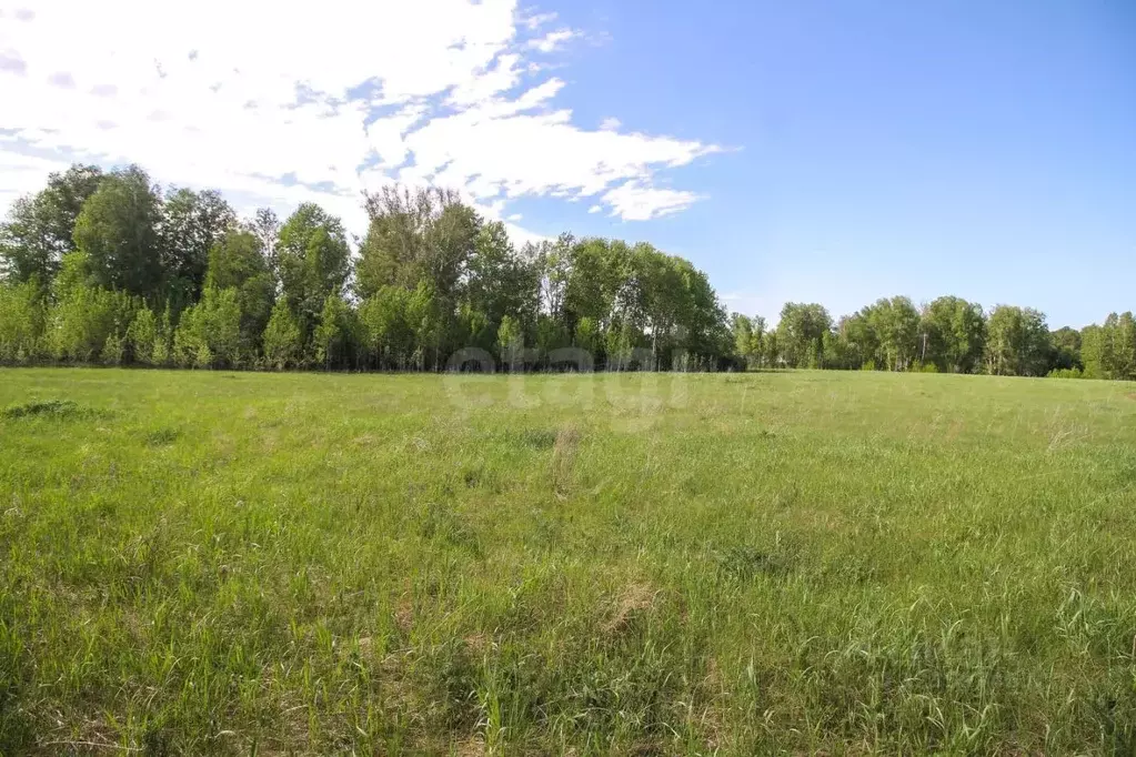 Участок в Алтайский край, Первомайский район, с. Фирсово, Полесье мкр  ... - Фото 2
