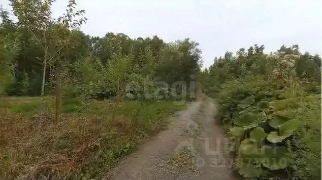 Участок в Сахалинская область, Долинский городской округ, с. Сокол, ... - Фото 1