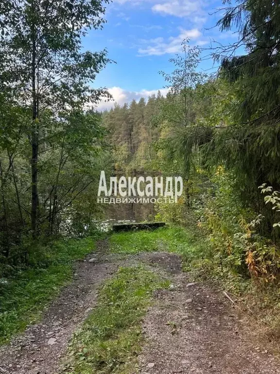 Участок в Ленинградская область, Приозерский район, Мельниковское ... - Фото 1