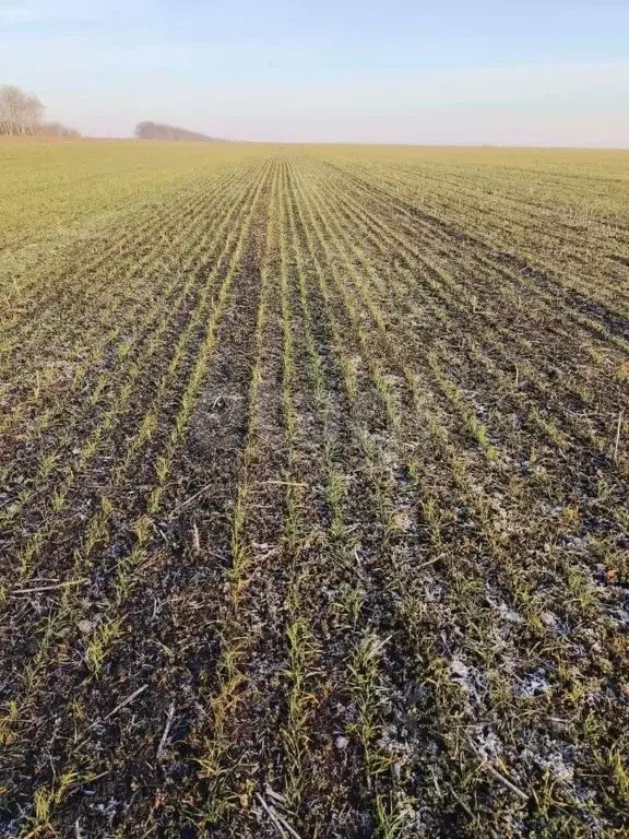 Участок в Орловская область, Орловский муниципальный округ, с. Большая ... - Фото 1