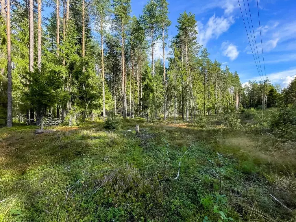 Участок в Ленинградская область, Высоцк Выборгский район,  (398.0 ... - Фото 1