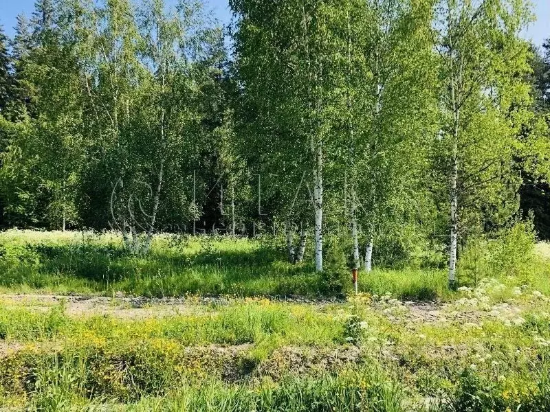 Участок в Ленинградская область, Выборгский район, Гончаровское с/пос, ... - Фото 2