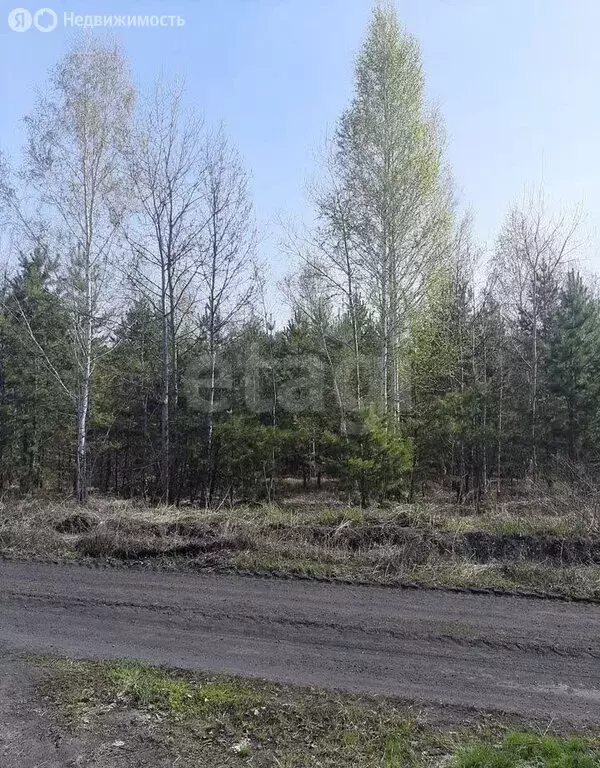 Участок в Курганская область, Кетовский муниципальный округ, село ... - Фото 2