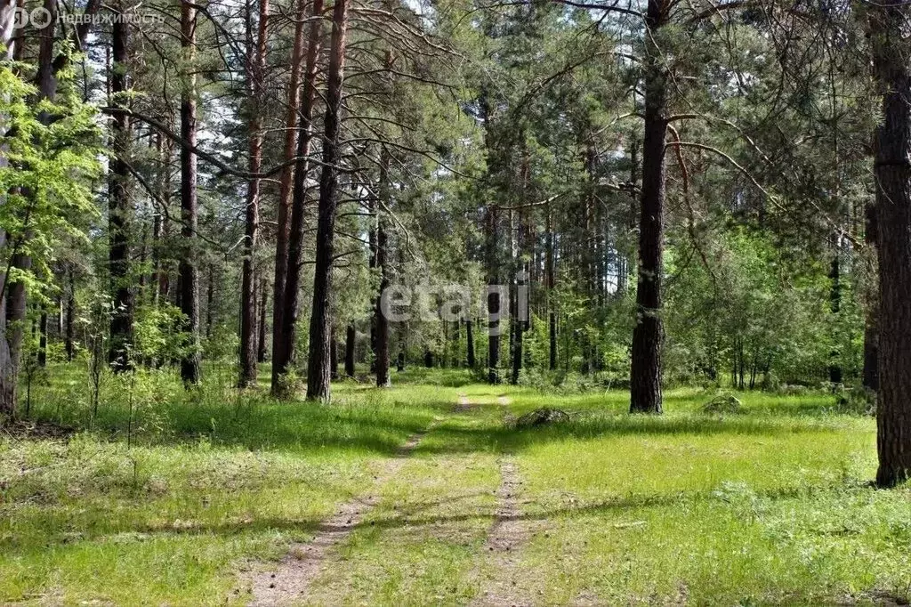 Участок в Воронеж, СНТ Дружба, 6-я улица (10 м) - Фото 1