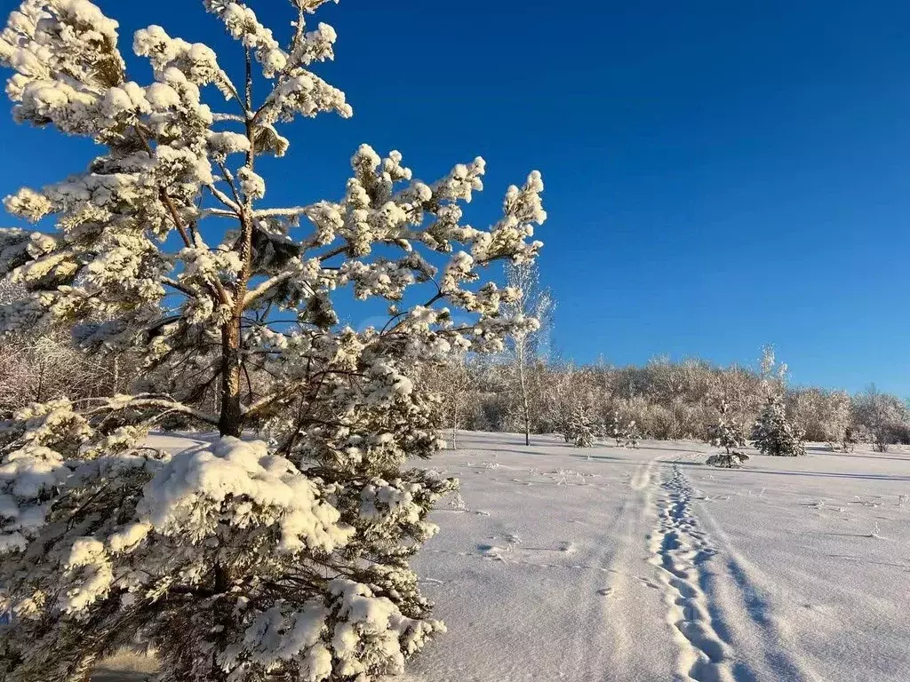 Участок в Мордовия, Кочкуровский район, с. Новая Пырма  (25.0 сот.) - Фото 2