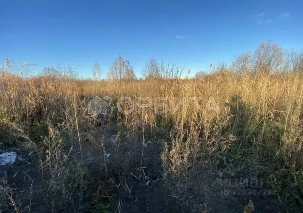 Участок в Тюменская область, Тюмень Садовое товарищество Липовый ... - Фото 1
