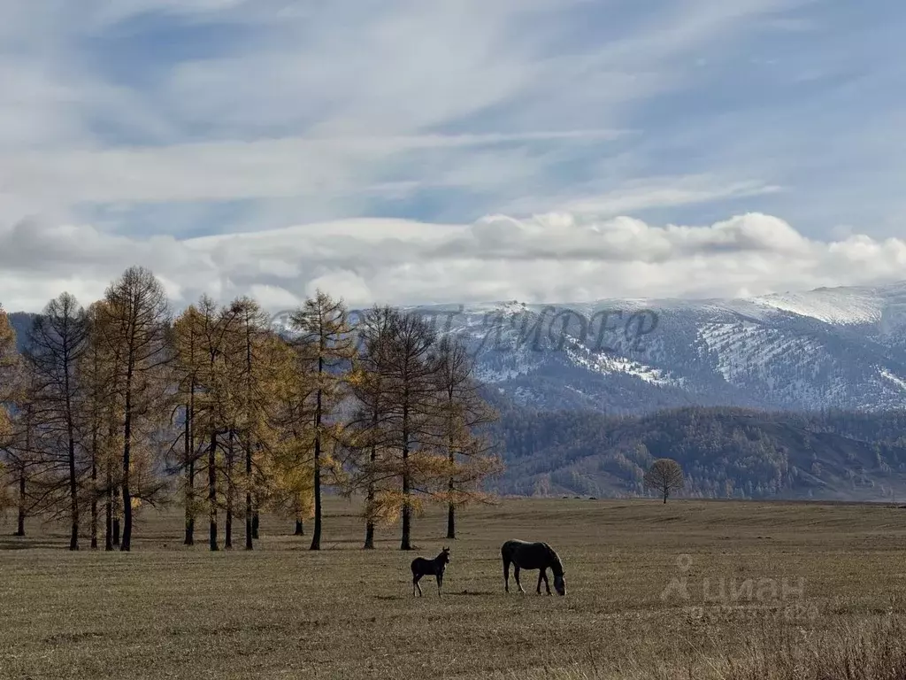 Дом в Алтай, Усть-Коксинский район, с. Горбуново  (35 м) - Фото 1