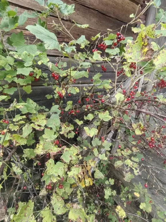 Участок в Ленинградская область, Гатчинский муниципальный округ, ... - Фото 2