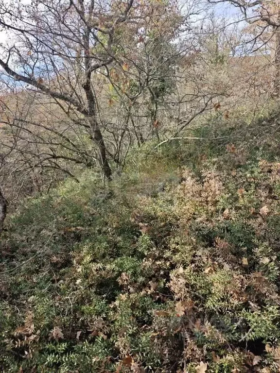 Участок в Крым, Ялта муниципальный округ, пос. Даниловка ул. Тенистая ... - Фото 1