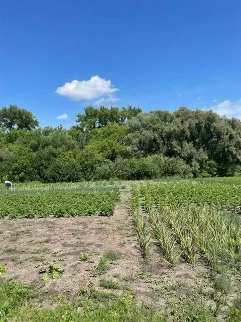 Дом в Белгородская область, Алексеевский муниципальный округ, с. ... - Фото 2