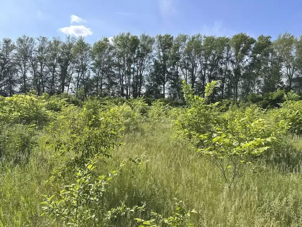 Участок в Башкортостан, Кармаскалинский район, Кабаковский сельсовет, ... - Фото 1