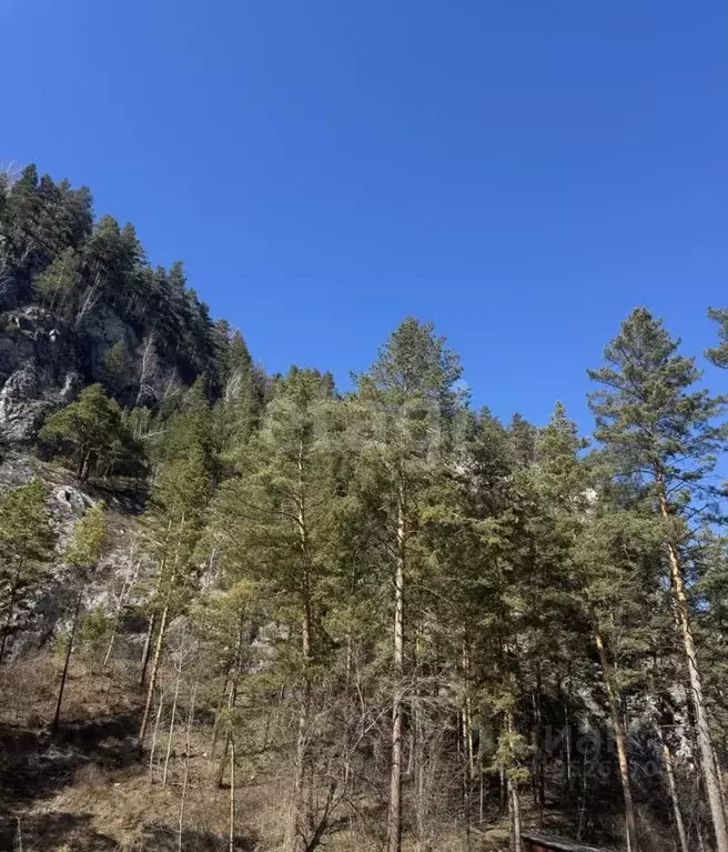 Участок в Алтайский край, Алтайский район, с. Нижнекаянча ул. Усть-Уба ... - Фото 0