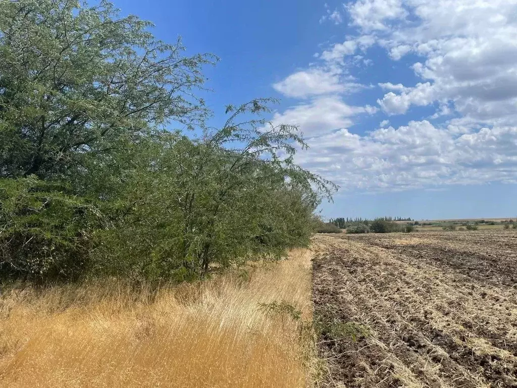 Участок в Крым, Кировский район, с. Абрикосовка  (1000.0 сот.) - Фото 1