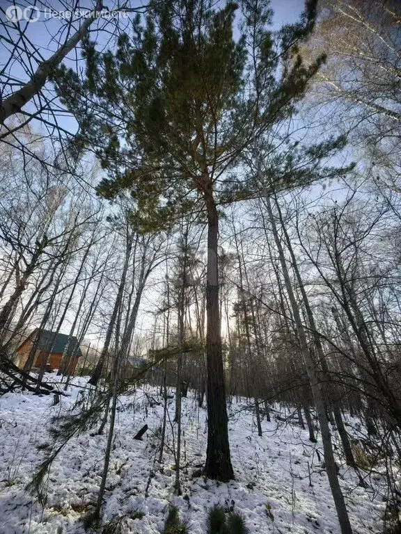 Участок в Морозовский сельсовет, садовое товарищество Зелёный Дол (20 ... - Фото 2