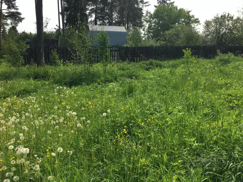 Участок в Московская область, Пушкинский городской округ, Лесной пгт  ... - Фото 0