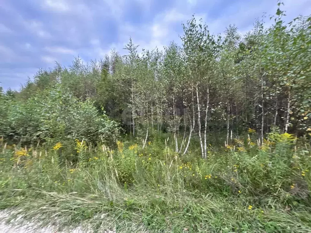 Участок в Калужская область, Тарусский муниципальный округ, с. ... - Фото 1