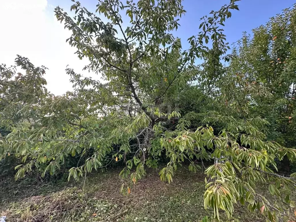 Участок в Калининград, СНТ Чайка, Ново-Озёрная улица (6 м) - Фото 2