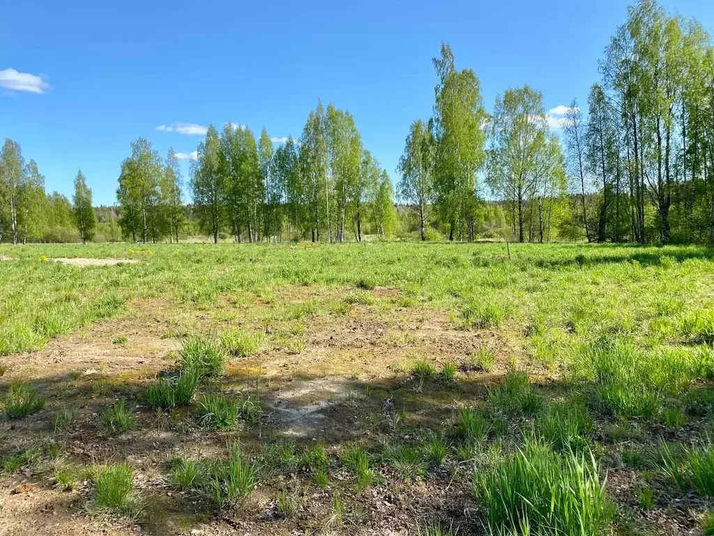 Участок в Ленинградская область, Приозерский район, Раздольевское ... - Фото 1