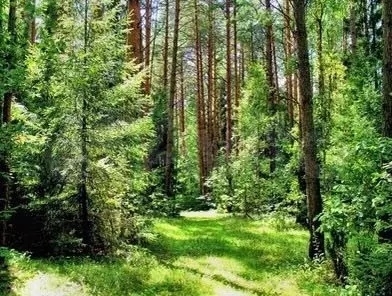 Участок 8 сот. (СНТ, ДНП) - Фото 0