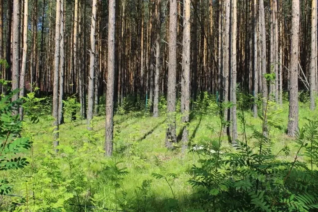 Участок в Свердловская область, Сысерть ул. Циолковского (30.0 сот.) - Фото 1