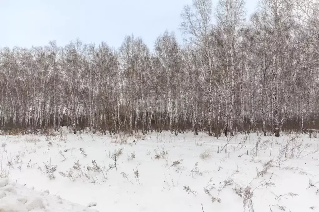 Участок в Алтайский край, Барнаул Восточная ул., 71 (8.3 сот.) - Фото 1