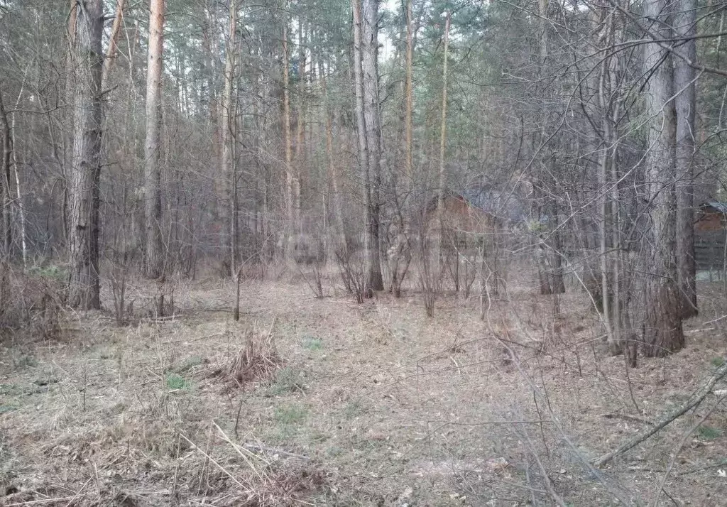 Участок в Алтай, Шебалинский район, с. Камлак  (15.0 сот.) - Фото 1