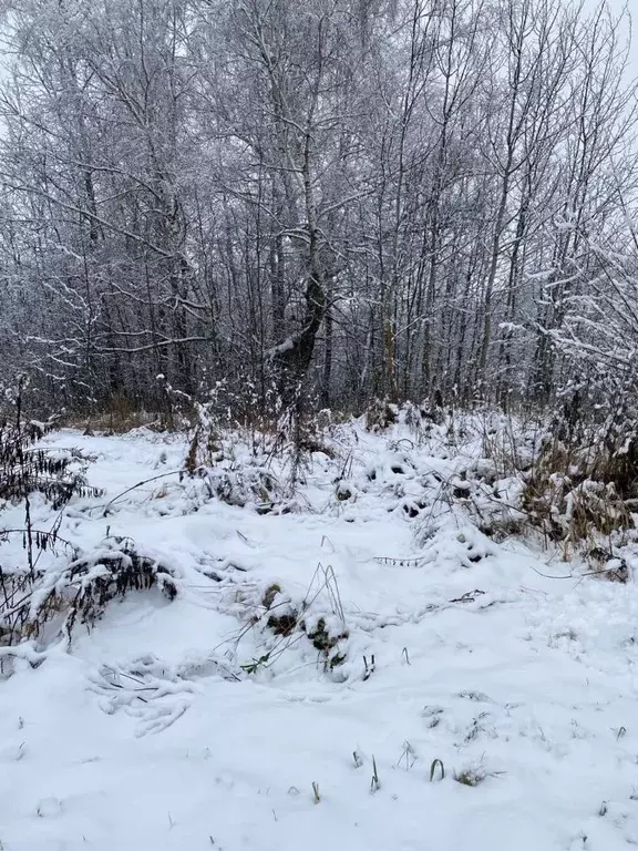Участок в Московская область, Лотошино муниципальный округ, д. ... - Фото 1