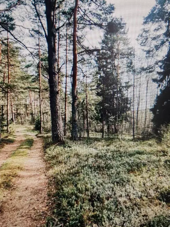 Участок в Псковская область, Гдовский район, Самолвовская волость, д. ... - Фото 2