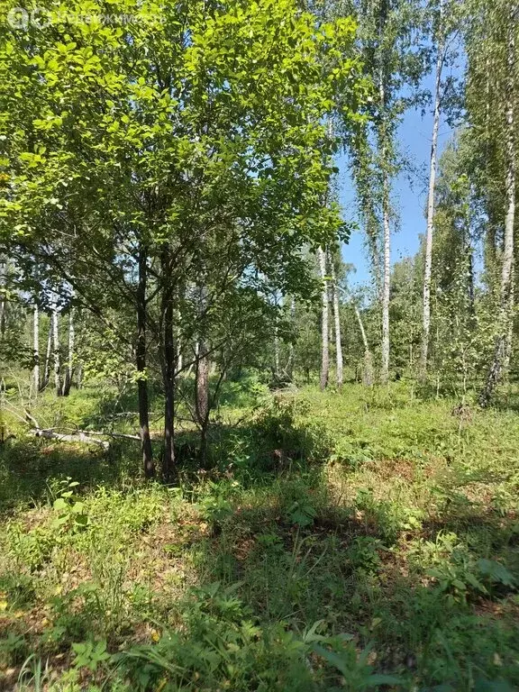 Участок в Майминский район, посёлок Черемшанка, улица Мира (8 м) - Фото 0