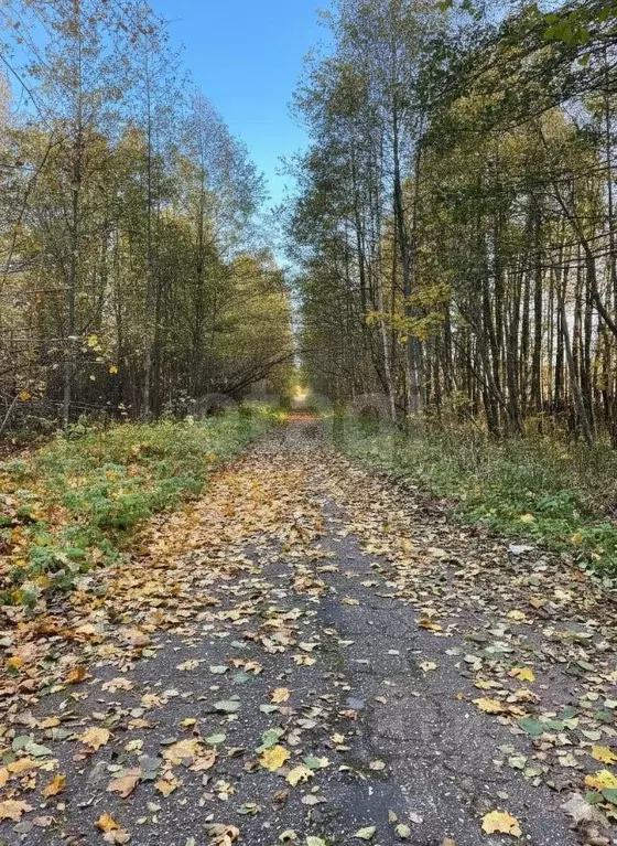 Участок в Псковская область, Себежское с/пос, д. Осыно  (330.0 сот.) - Фото 2
